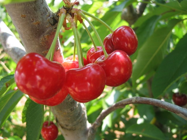 CHERRY ALMOND SOAP